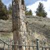 The petrified tree is protected by a gate, but allows you to see what a petrified tree looks like.