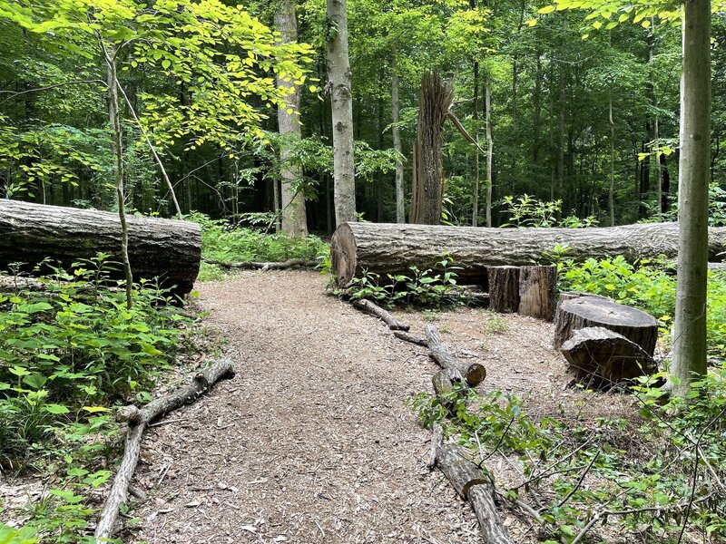 Frazer Forest trail is well maintained