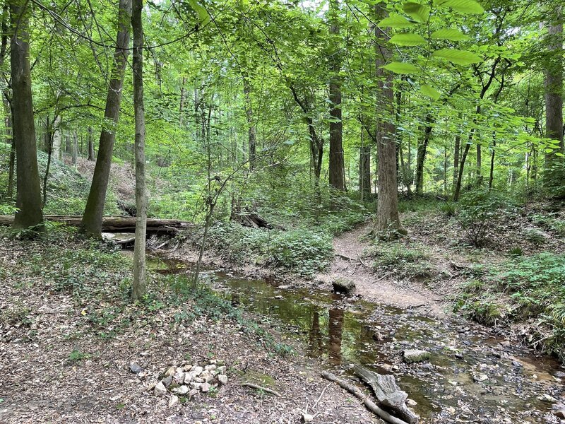 A branch of Lullwater Creek flows through Frazer Forest.