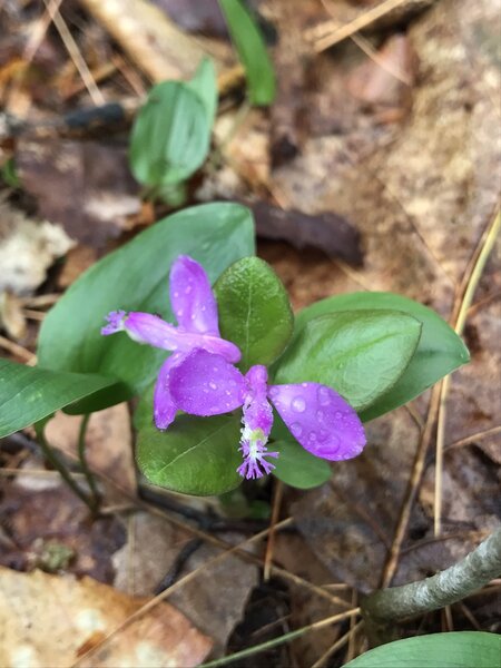 Fringed Polygala (Polygala paucifolia).