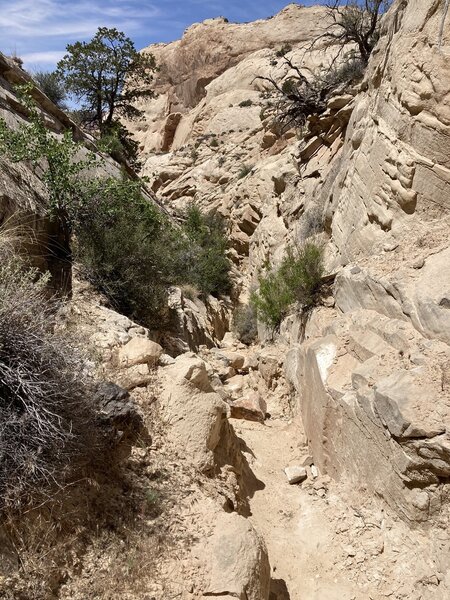 Rough trail section