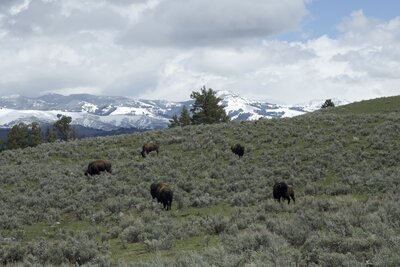 Buffalo feeding in the fields along the trail in the spring.