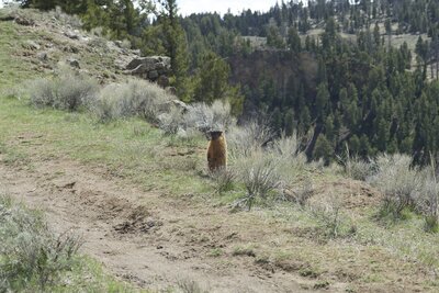 Marmot standing guard by the trail.