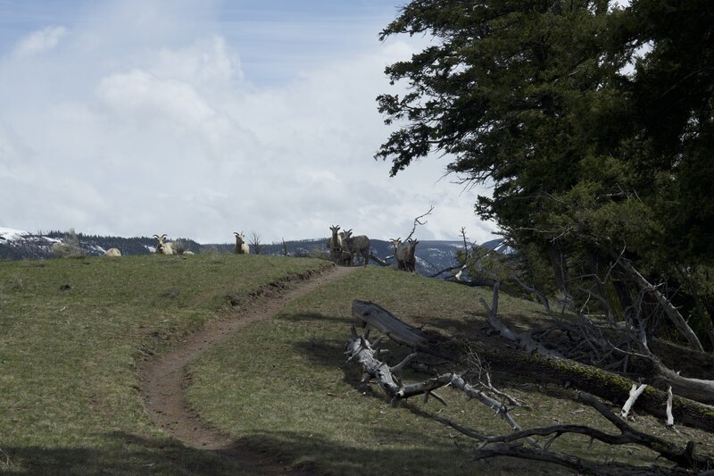 Bighorn Sheep hanging out in the trail. In the spring, there are lots of animals around the trail, so be attentive to what is going on around you.