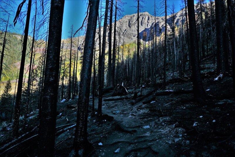 Burn Area on the Ice Lake Basin Trail.