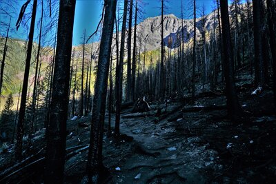 Burn Area on the Ice Lake Basin Trail.