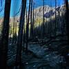 Burn Area on the Ice Lake Basin Trail.