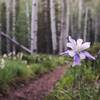 Wildflowers and aspen on the Twin Eagles Trail.