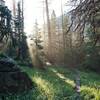 Sunlight passing through the mist on Macey Lakes trail after a storm.