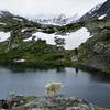 Mountain Goat surveying the scene at Mohawk Lake