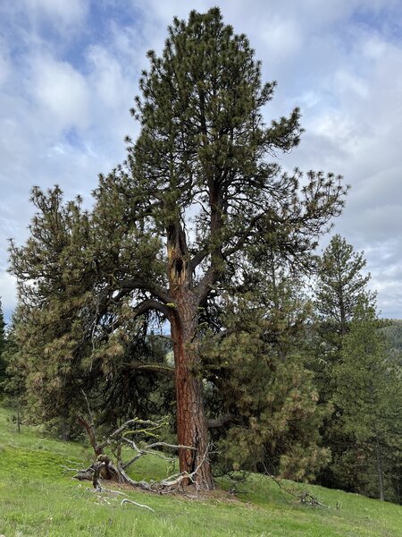 Huge tree on top of starvation ridge.