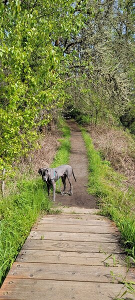 Moose checking out the bridge.