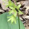 Fly on Clintonia borealis.