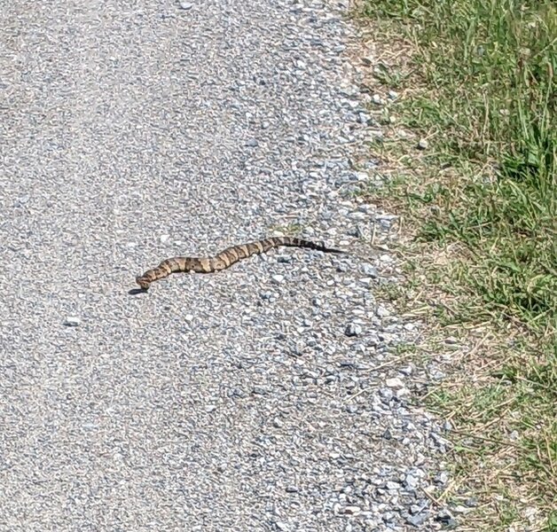 Snake on East Dike Trail