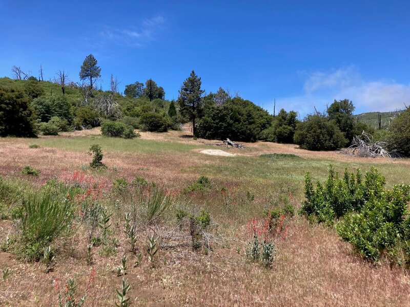 Open area along first mile of Azalea Glen Loop Trail.