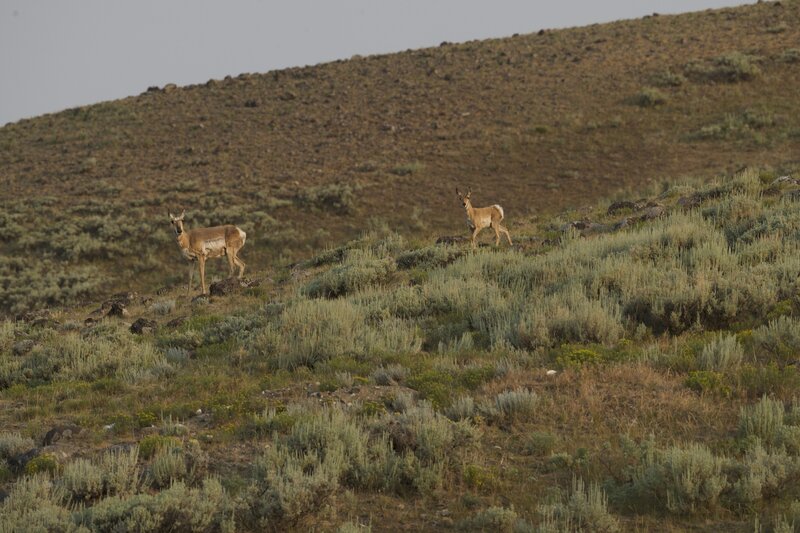 You'll see lots of animals on this trail in the summer.  Here, a female pronghorn and her fawn watch us as we hike through the area.