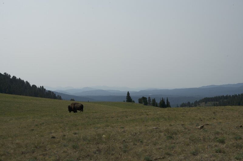 A bison walks along the trail, with hazy mountains in the background. This reminded our hiking party of hiking in the Appalachian Mountains, especially in TN and NC.