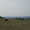 A bison walks along the trail, with hazy mountains in the background. This reminded our hiking party of hiking in the Appalachian Mountains, especially in TN and NC.