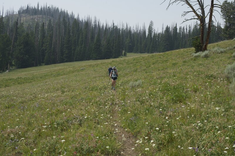 Even in July, wildfires are blooming at the higher elevations. The trail descends through fields and forests at this point.