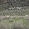 Pronghorn Antelope resting along the trail before they migrate up into Lamar Valley for the summer.