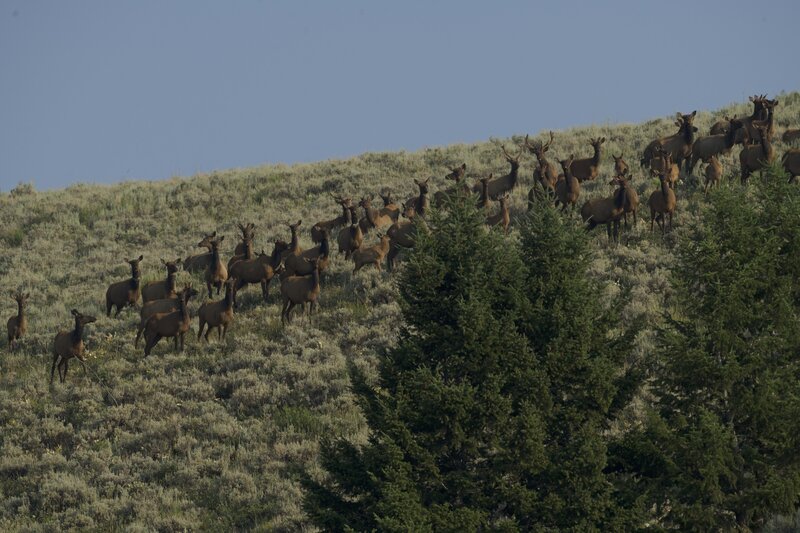 Elk checking us out after they decided to move uphill as we hiked through.