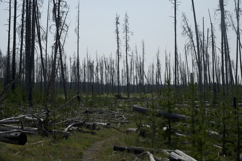 The trail makes its way through an area that is still recovering from the 1989 fire. Be ready to have to climb over downed trees through this section.  Its also exposed, so make sure to have hat, water, and sunscreen.