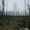 The trail makes its way through an area that is still recovering from the 1989 fire. Be ready to have to climb over downed trees through this section.  Its also exposed, so make sure to have hat, water, and sunscreen.