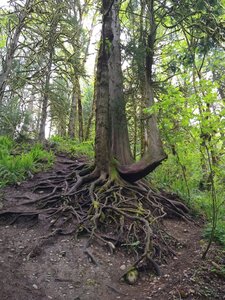 Tree growing into the path