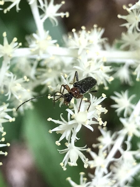 Soldier Beetle on False Solomon's-Seal flowers.