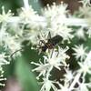 Soldier Beetle on False Solomon's-Seal flowers.