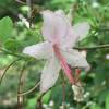 Pink Azalea