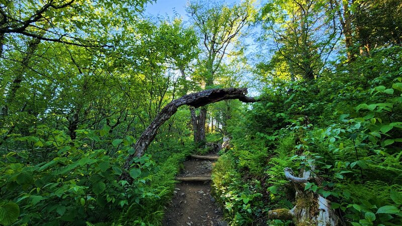 View from the trail