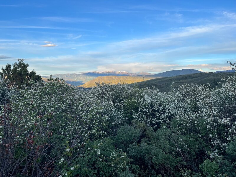 Flowers and a view of Bonneville Peak