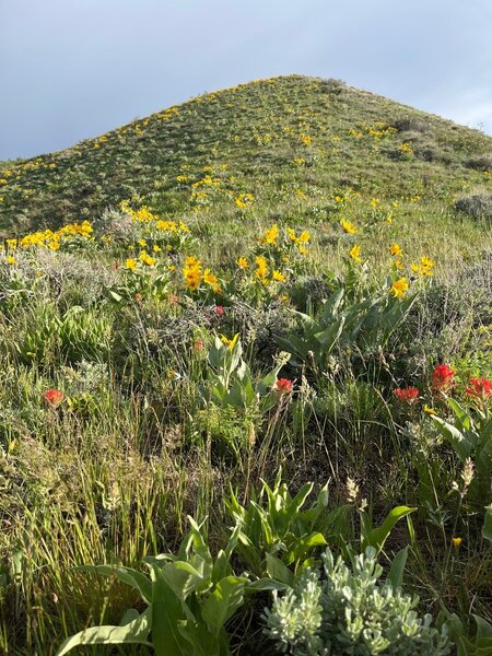 Wonderful floral display along the Sterling Justice Trail.