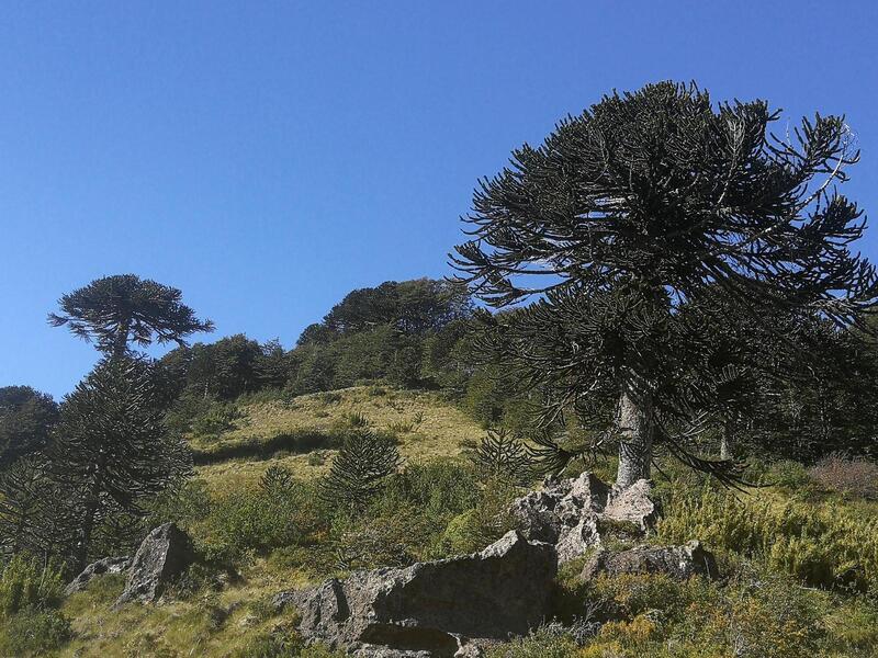 Monkey Puzzle Trees on a rocky hillside.