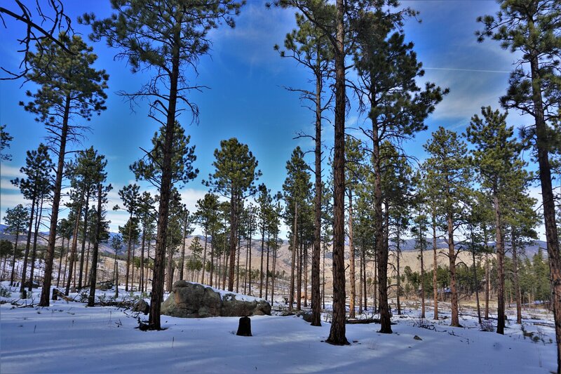 Pine forest and nice views though the burn area beyond.