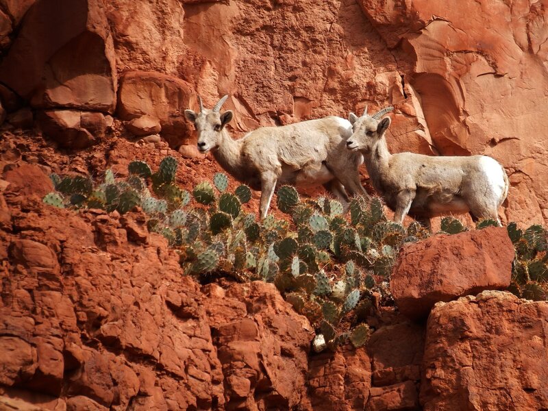 Bighorn Sheep abound in Big Dominguez Canyon.