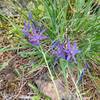 Great camas, approximate location - in a grassy nook.