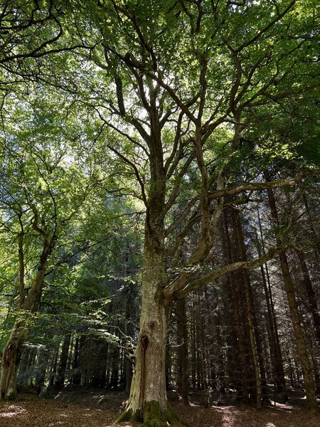 Aldourie Forest trees