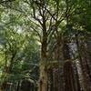 Aldourie Forest trees