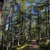 Doubletrack path through the forest. Loch Ness off to the left.