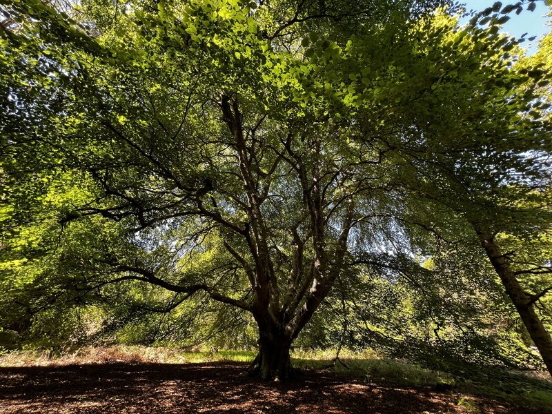 An old Smooth Alder tree along the trail.