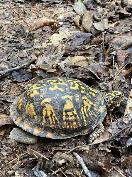 The turtles are out looking to lay eggs.