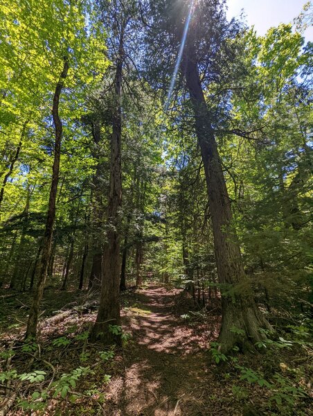 Almost back out to Nebo Trail (heading south to north on Hemlock Trail).