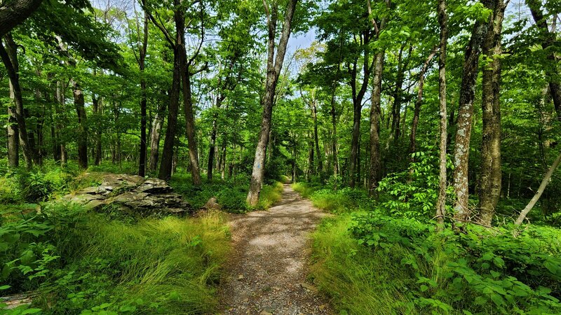 View from the trail.