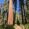 Big trees at Big Trees park