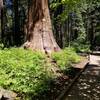 A wooden boardwalk protects the roots of giant Sequoia redwoods.