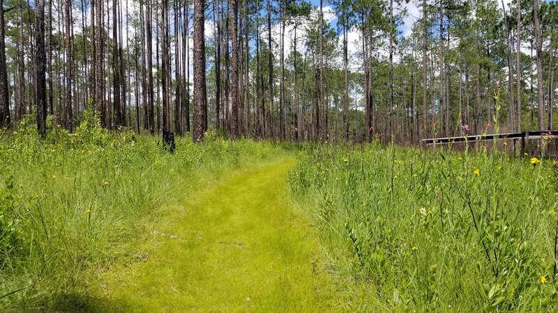 Trail at north side of the Bear Lake Loop.