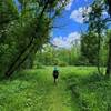 Through the woods along the River Trail