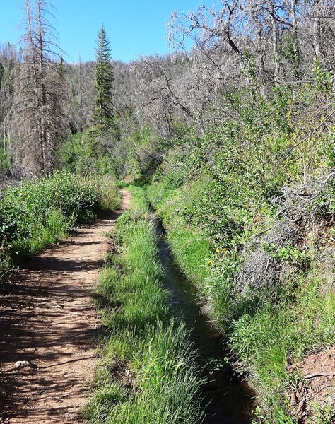 Along the Ditch Trail where it follows a small irrigation feed.